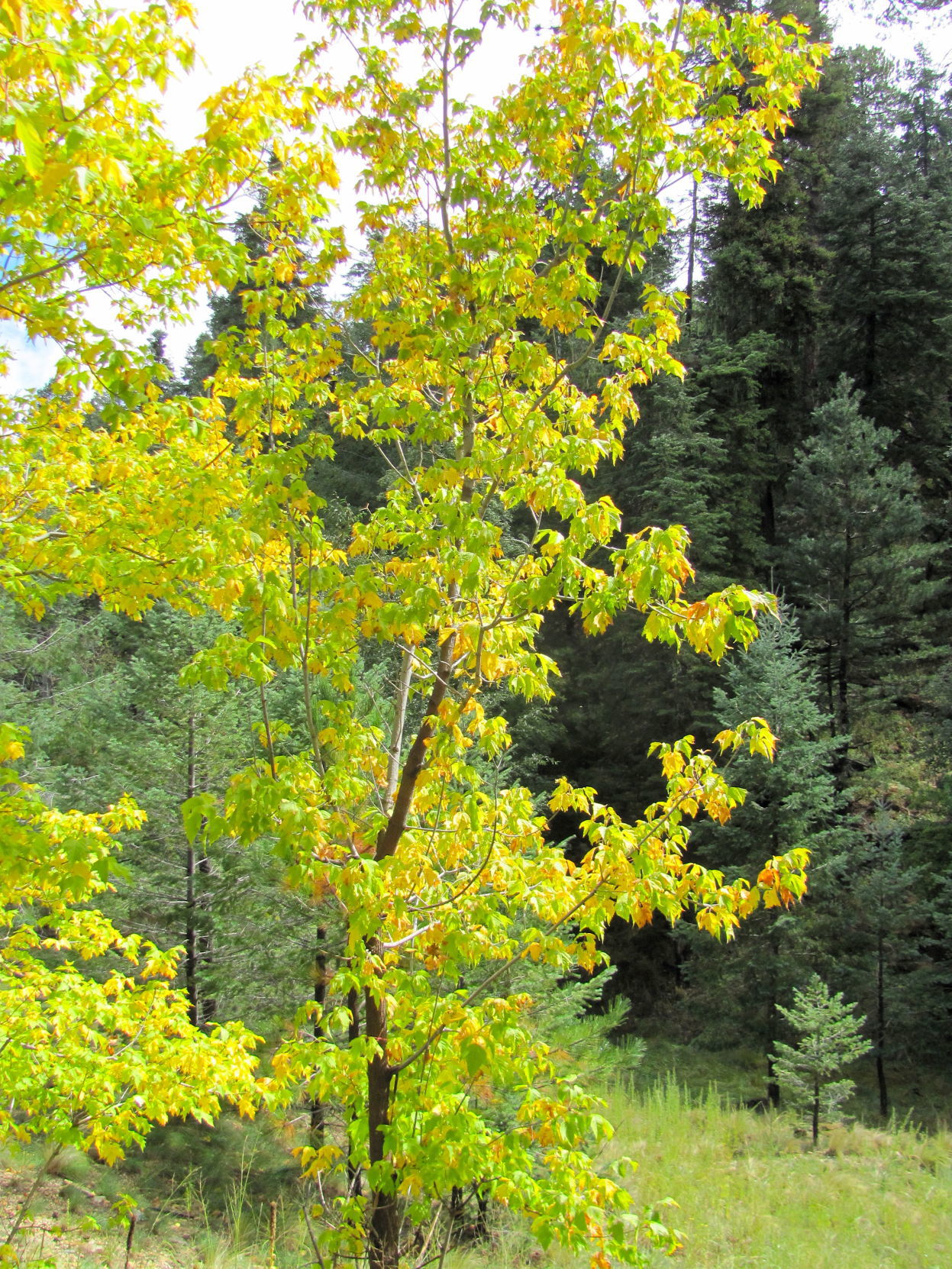 Oak color